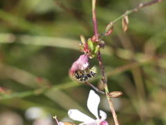 Ancistrocerus bustamente