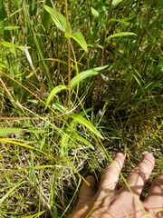 Gentiana rubricaulis