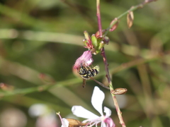 Ancistrocerus bustamente