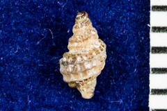 Paciocinebrina gracillima