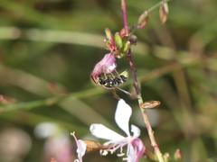 Ancistrocerus bustamente
