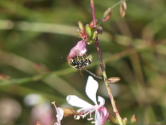 Ancistrocerus bustamente