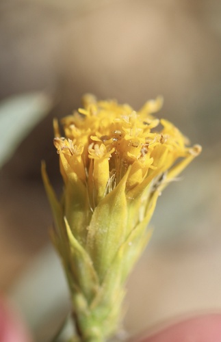 Ward's False Goldenweed (Oonopsis wardii)