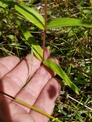 Gentiana rubricaulis