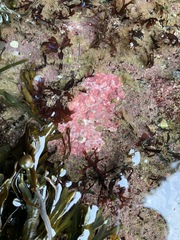 Lithothamnion glaciale