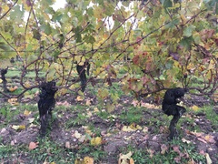 Vitis vinifera vinifera