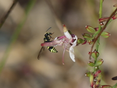 Ancistrocerus bustamente
