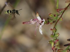 Ancistrocerus bustamente