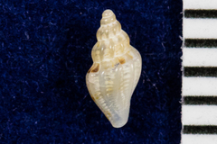 Clathurella canfieldi