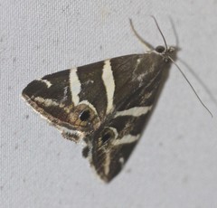 Grammodes pulcherrima