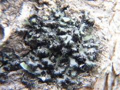 Phaeophyscia hispidula