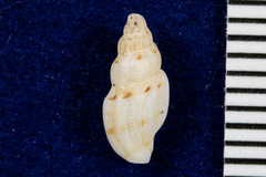 Clathurella canfieldi