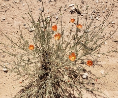 Sphaeralcea leptophylla