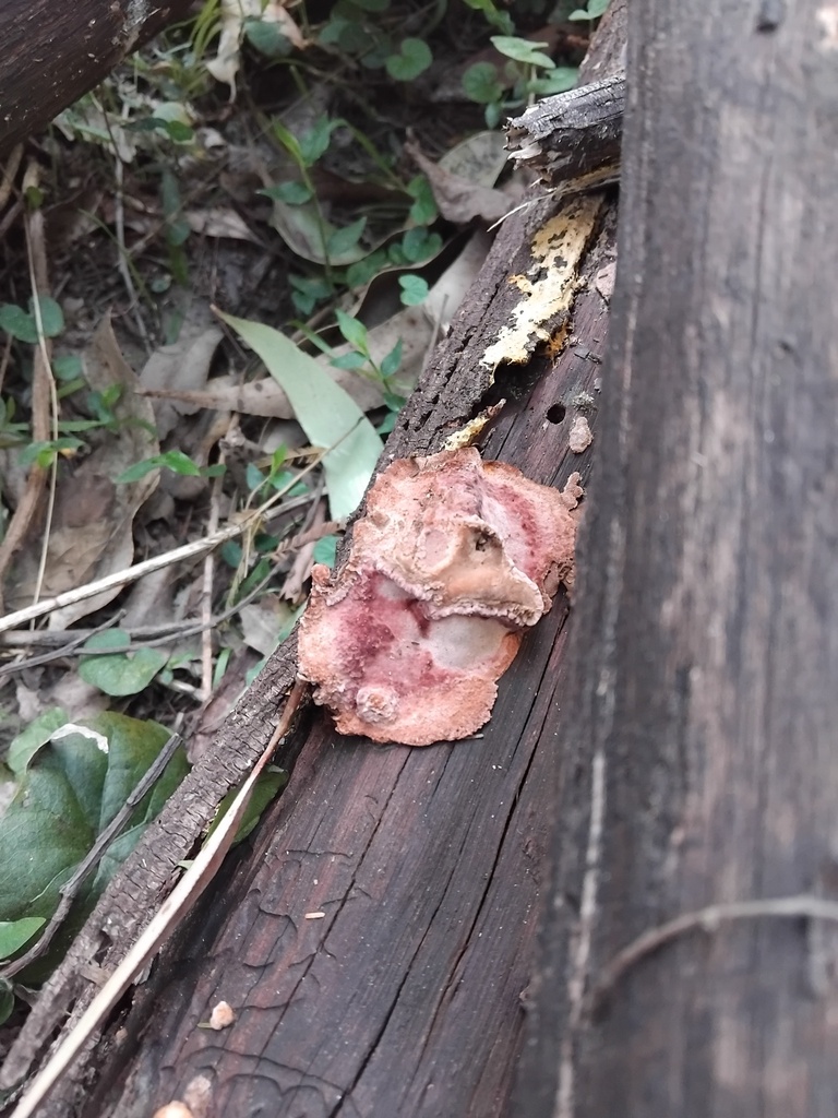 Fomitopsis lilacinogilva · September 2025 · photo: © sofiazed1 (iNaturalist, cc-by)