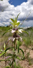 Monarda humilis