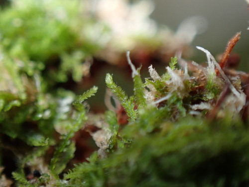 Fuscocephaloziopsis pleniceps, 2025-09-09