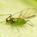 Aphids - Photo (c) Katja Schulz, some rights reserved (CC BY)