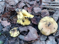 Tricholoma equestre