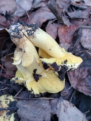 Tricholoma equestre