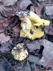 Tricholoma equestre