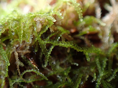 Fuscocephaloziopsis pleniceps, 2025-09-09