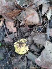 Tricholoma equestre