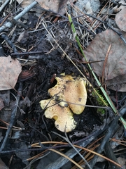 Tricholoma equestre