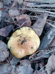 Tricholoma equestre