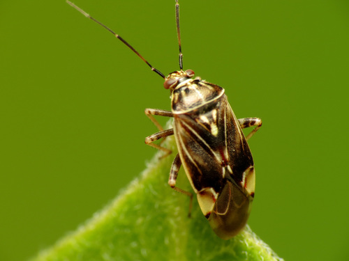 Tarnished plant bug