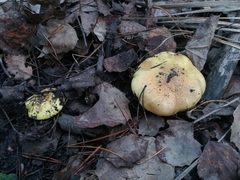Tricholoma equestre