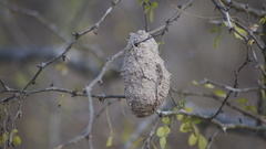 Rothschildia cinctus cinctus