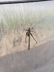Insara phthisica