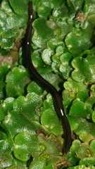 Endeavouria septemlineata