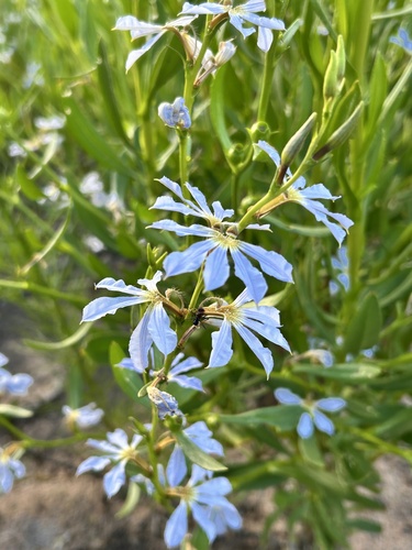 Scaevola porocarya, 2025-08-27