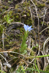 Gentiana aquatica