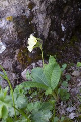 Primula cordifolia