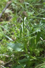 Valeriana alpestris