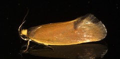Delexocha ochrocausta