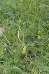 Fritillaria collina