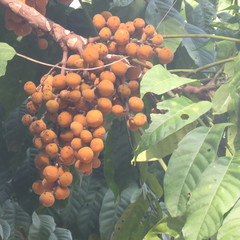 Dysoxylum gaudichaudianum