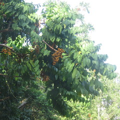 Dysoxylum gaudichaudianum