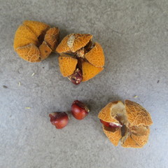 Dysoxylum gaudichaudianum