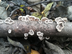 Schizophyllum commune