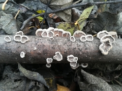 Schizophyllum commune