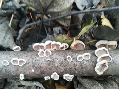 Schizophyllum commune