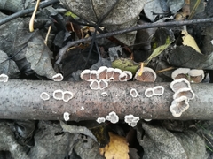 Schizophyllum commune