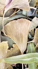 Ginkgo biloba
