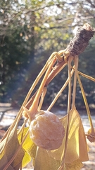 Ginkgo biloba