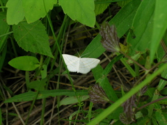 Scopula quadrilineata