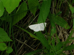 Scopula quadrilineata
